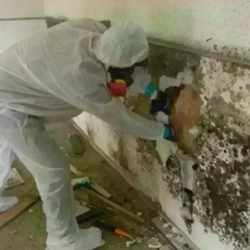 Mold Remediation and Removal in Elwood, KS